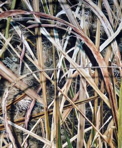 mossy oak shadow grass blades