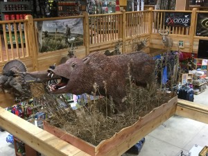 Safford Trading Company bear