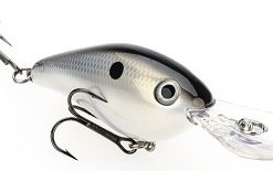 GIZZARD SHAD