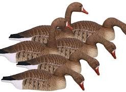 Specklebelly Goose Shells