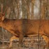 Birchwood Casey EZE-Scorer Whitetail Deer Target